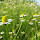 Medicinal and Edible Plants of Central Europe