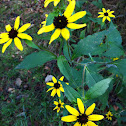 Black Eyed Susan