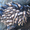 Gooseneck Barnacles