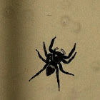 Adanson's House Jumper
