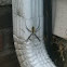 Banana spider