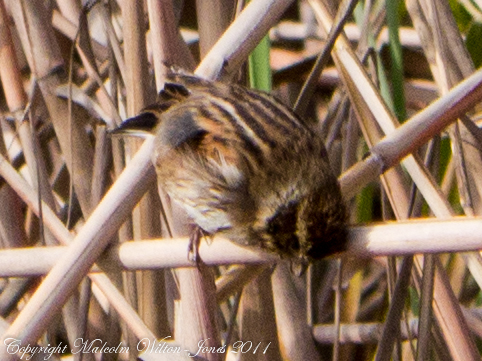 Spotting Image 1