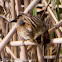 Reed Bunting
