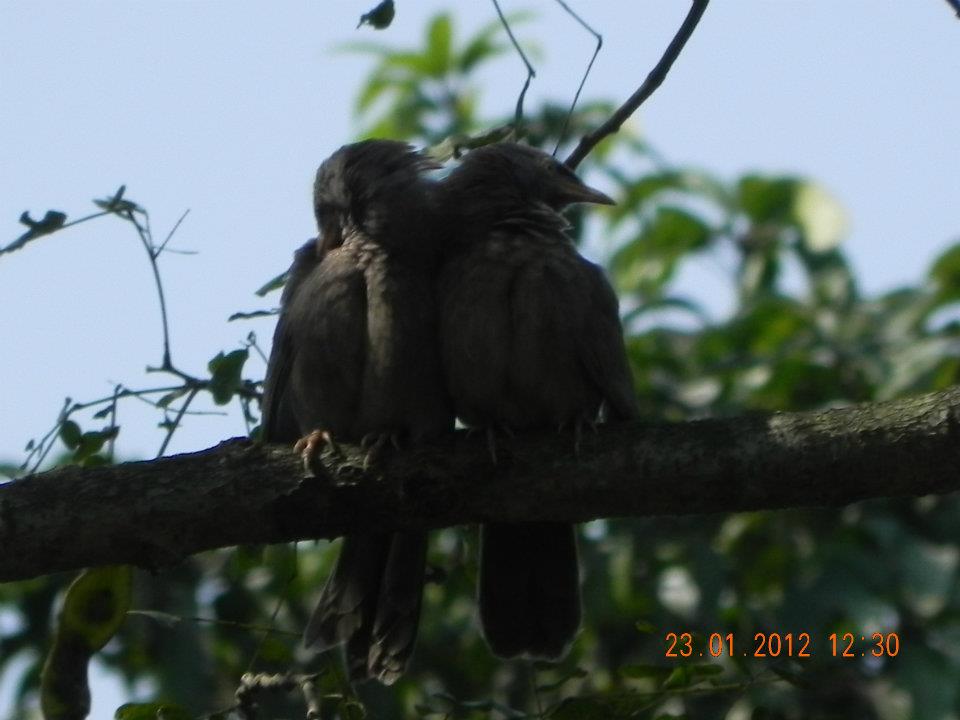 JUNGLE BUBLER