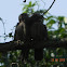 JUNGLE BUBLER