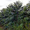 Coffea