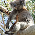 Koala