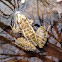 Pickerel Frog