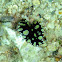 Romblon Flatworm