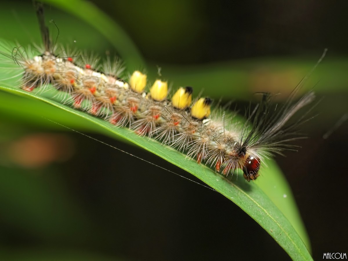 Moth Caterpillar