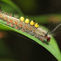 Moth Caterpillar