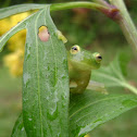 Glass frog