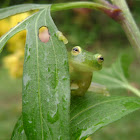 Glass frog