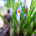Crocus