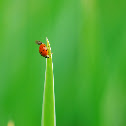 Ladybird