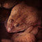 虎皮蛙（Hoplobatrachus rugulosus ）