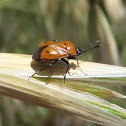 Bug. Chinche