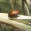 Bug. Chinche
