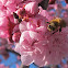 Plum Blossoms