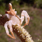 Aranha-flor (Flower spider)