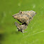 Philoponella congregabilis