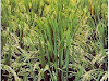 Manuales Cultivo Del Arroz