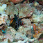 Peacock Mantis Shrimp