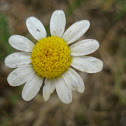 Chamomile