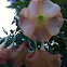 Datura