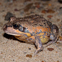 Pobblebonk