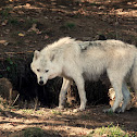 Timber Wolf