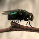Fly [pt-br: Mosca]