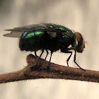 Fly [pt-br: Mosca]