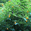 Jewelweed