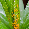 Milkweed Aphids