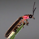 Lightning bug, also known as firefly
