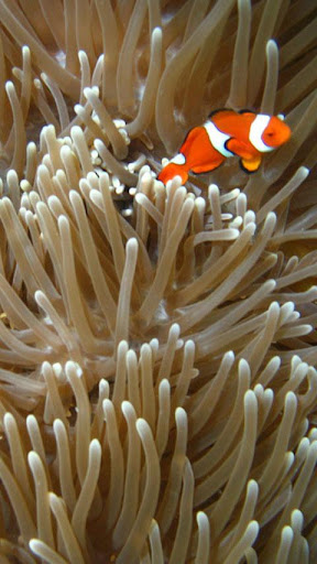 Clownfish Wallpapers