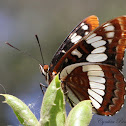 Lorquin's Admiral