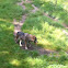 Gray wolf