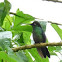 Magnificent hummingbird