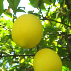 Meyer Lemon Shandy