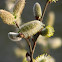 Common Osier