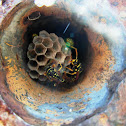 Common wasp