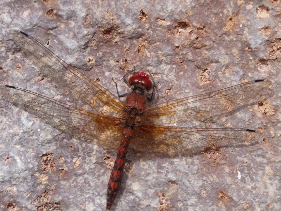 Spotting Image 1