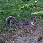 Gray Squirrel