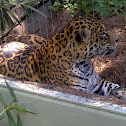 JAGUAR