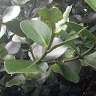 Autograph tree