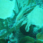 trumpetfish