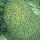 Brain Coral