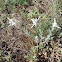 Edelweiss